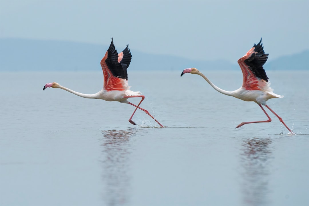 Photo Pink flamingo
